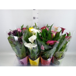Zantedeschia   ...mix