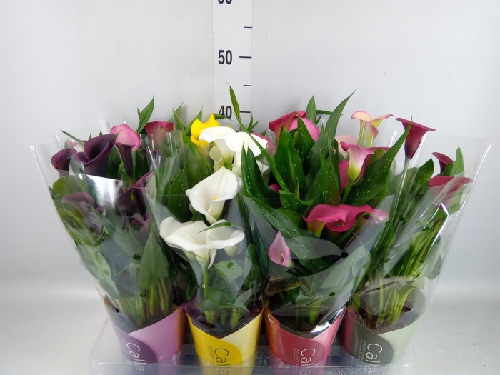 <h4>Zantedeschia   ...mix</h4>