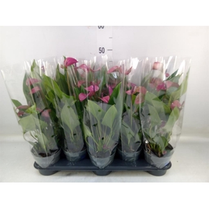 Anthurium andr. 'Pure Purple'