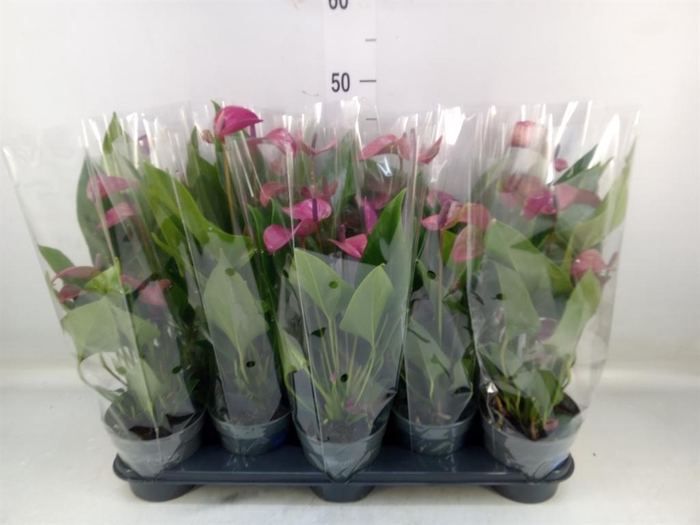 <h4>Anthurium andr. 'Pure Purple'</h4>