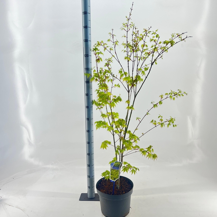 <h4>Acer pal. 'Summer Gold'</h4>