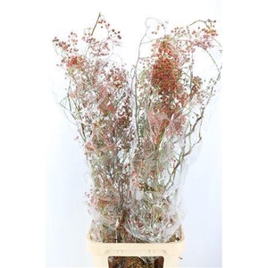 ROSA OV