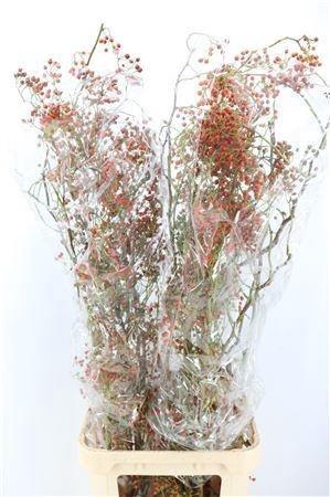 <h4>ROSA OV</h4>