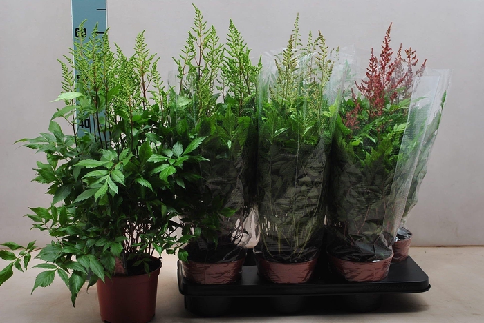 <h4>Astilbe mix</h4>