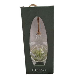 Tillandsia hangbol mini gift package