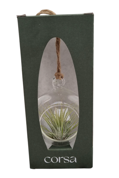 <h4>Tillandsia hangbol mini gift package</h4>