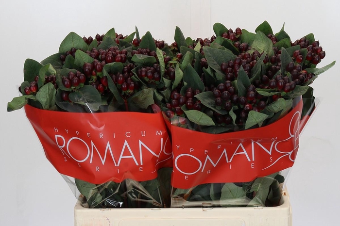 <h4>Hypericum Rocky Romance</h4>