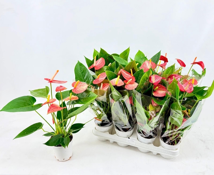 <h4>ANTHU AN GEM</h4>