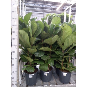 Ficus lyrata