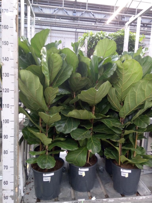 <h4>Ficus lyrata</h4>