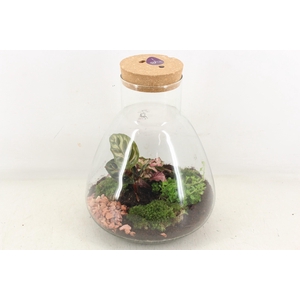 arr3 WR - Terrarium Erlenmeyer large LED