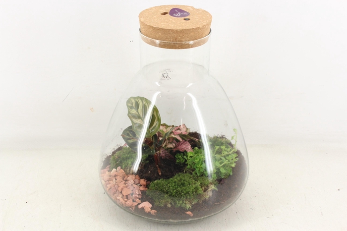 <h4>arr3 WR - Terrarium Erlenmeyer large LED</h4>