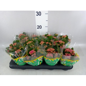 Kalanchoe blos. 'Garbo lilac'