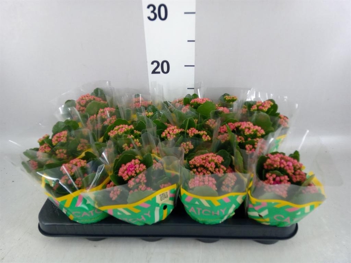 <h4>Kalanchoe blos. 'Garbo lilac'</h4>