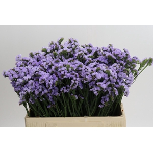 Limonium Donau Birds