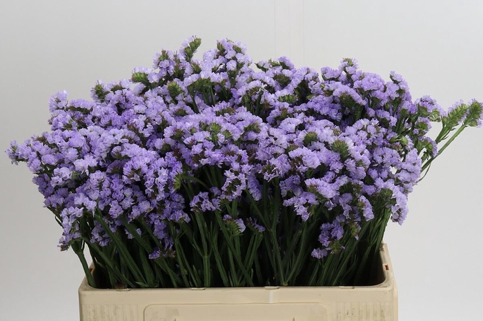 Limonium Donau Birds