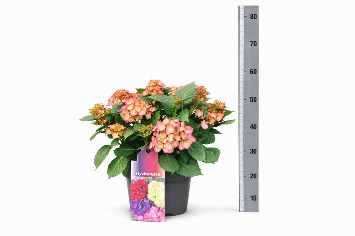 <h4>HYDR M MY AVE</h4>