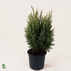 Chamaecyparis lawsoniana 'White Spot' P17