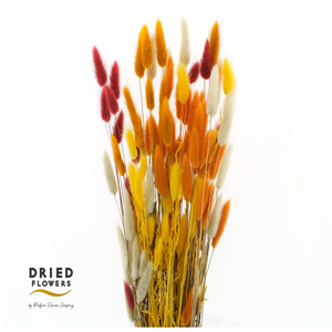 Lagurus Preserved Autumn Mix