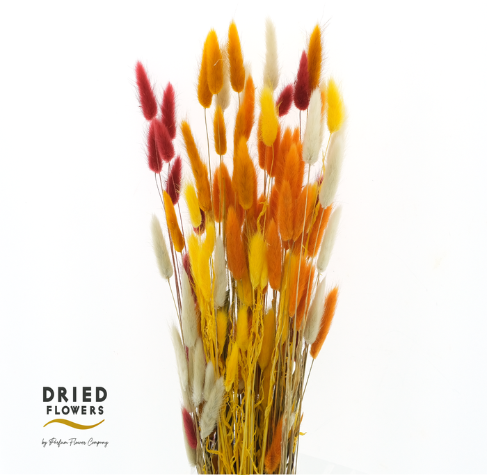 <h4>Dried Bleached Lagurus Autumn Mix</h4>