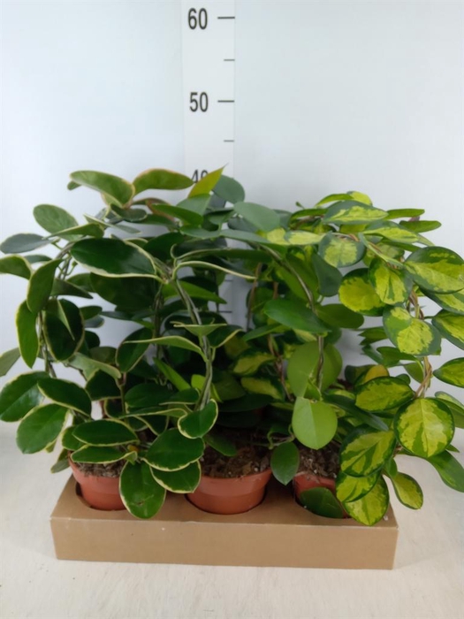 <h4>Hoya   ...mix</h4>