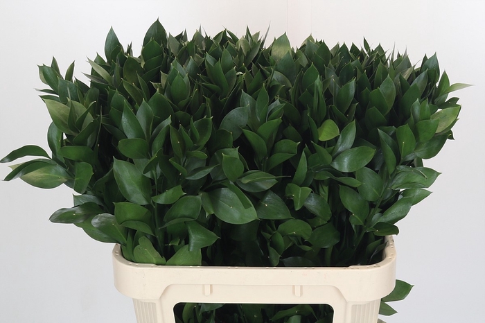 <h4>RUSCUS HYPOPHYLLUM</h4>