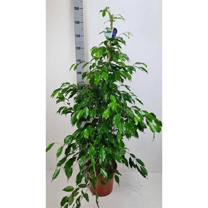 FIC BEN EXOTICA 150CM