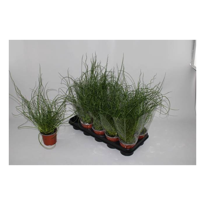 <h4>JUNCUS EF SPIRALIS</h4>