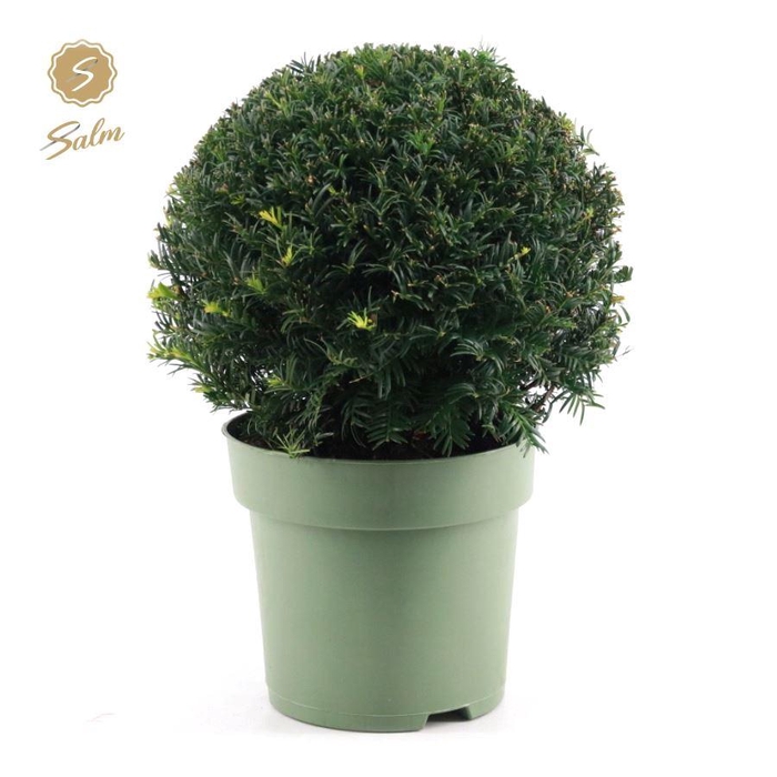 <h4>Taxus Collection Ball Ø32cm P24</h4>