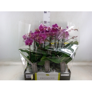 Phalaenopsis multi.   ...lilac