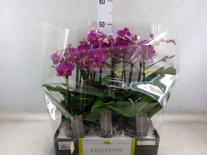 <h4>Phalaenopsis multi.   ...lilac</h4>