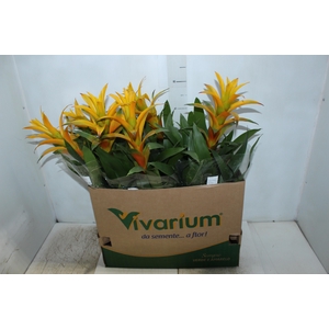 GUZMANIA AMARELA P14