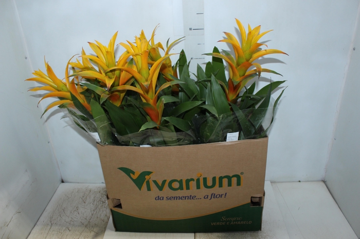 <h4>GUZMANIA AMARELA P14</h4>