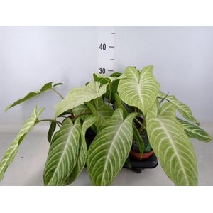 Xanthosoma sag. 'Frozen Planet'