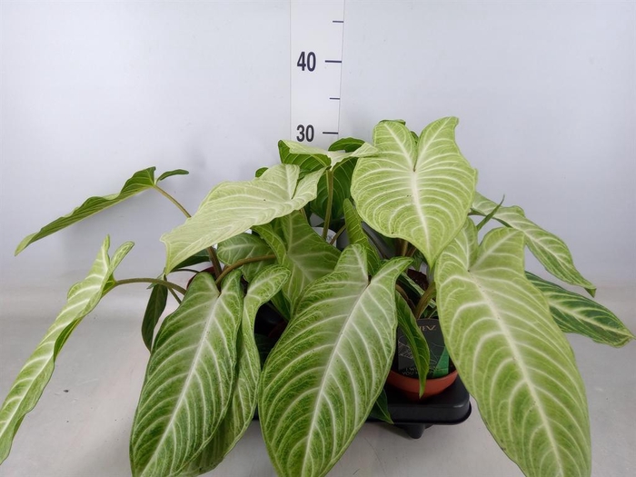 <h4>Xanthosoma sag. 'Frozen Planet'</h4>