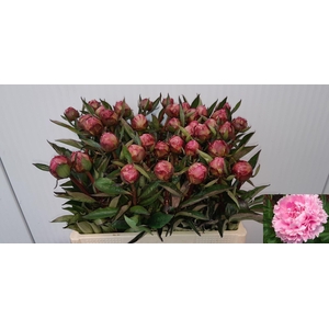 PAEONIA DR. ALEXANDER FLEMING