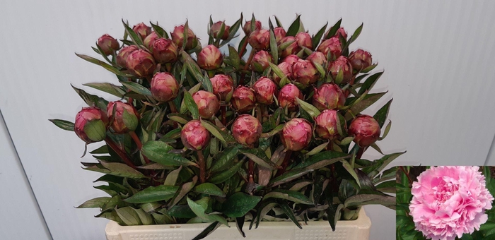 <h4>PAEONIA DR. ALEXANDER FLEMING bund x 10</h4>