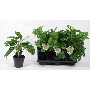 MONSTERA ADANSONII