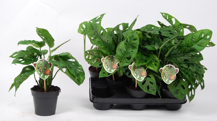 MONSTERA ADANSONII