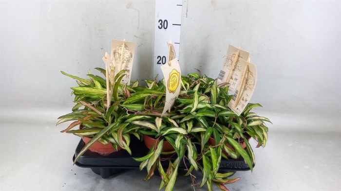 <h4>Hoya wayetii 'Tricolor'</h4>