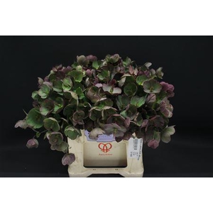 Helleb E Penny Pink 40 Cm