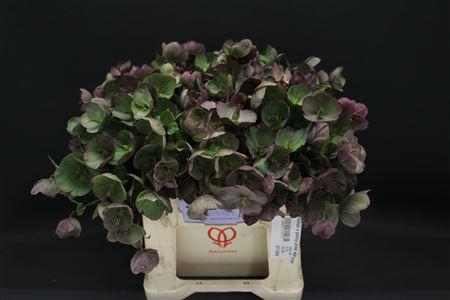 <h4>Helleb E Penny Pink 40 Cm</h4>