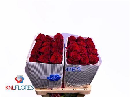 <h4>R Gr Explorer</h4>