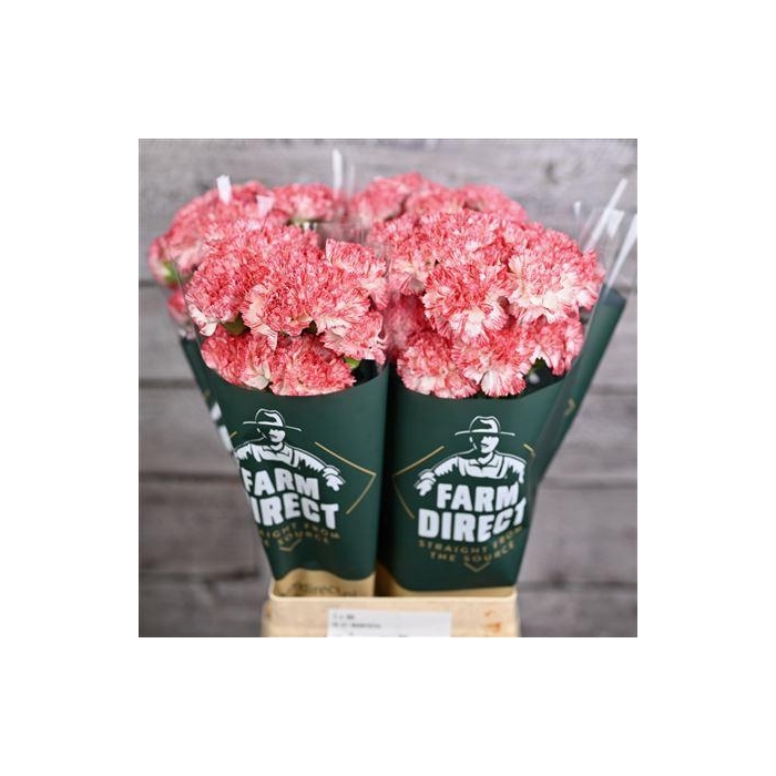 <h4>Di St Montoya</h4>