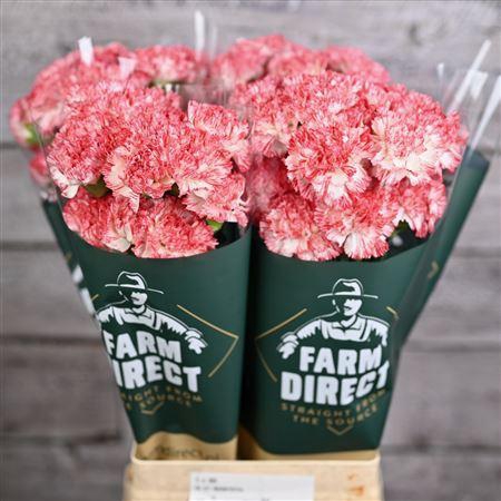 <h4>Di St Montoya</h4>