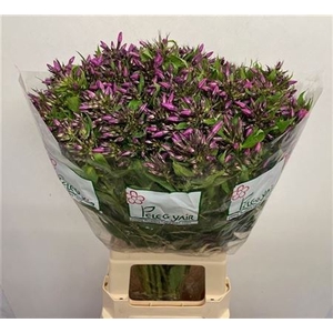 Phlox P Lollipink