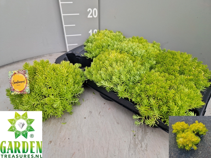 <h4>SEDUM OV</h4>
