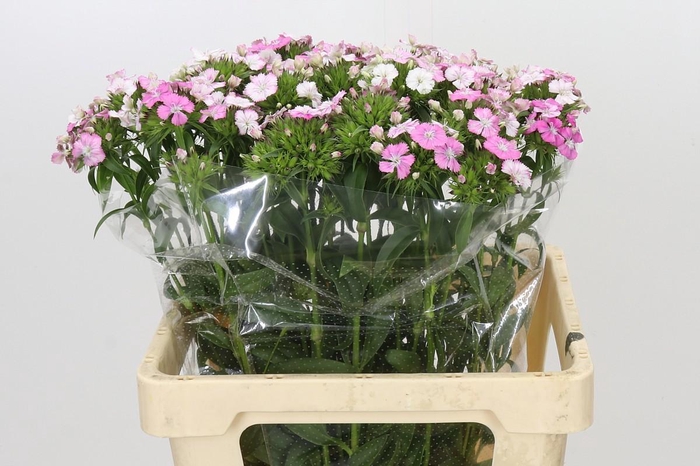 <h4>Dianthus Br Amazon Rose Magic</h4>