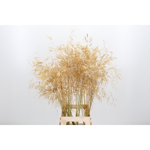 Stipa Gigantea