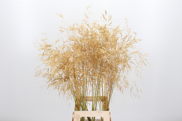 <h4>Stipa Gigantea</h4>